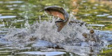 Mastering River Fishing: Effective Tactics for Catching Trout and Salmon